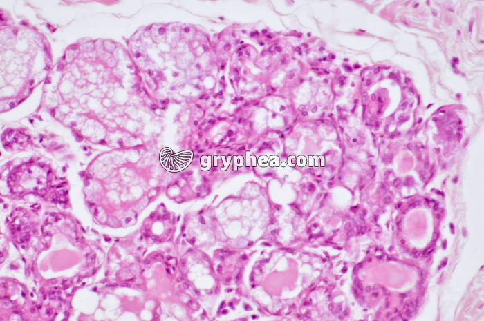 Glande mammaire active CT x100 - gryphea.com